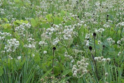 Prairie Plants