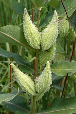 From Flowers to Seeds