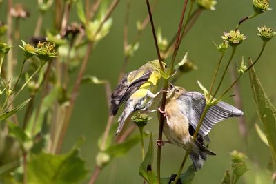 Feeding Young