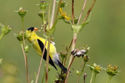 Bird Buffet