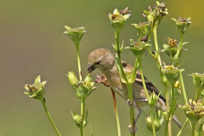 Selecting Seeds