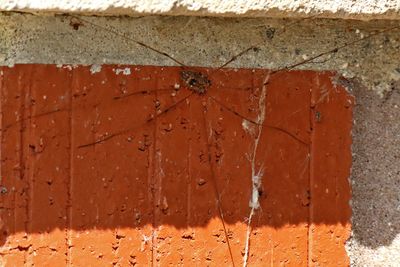 Daddy Longlegs
