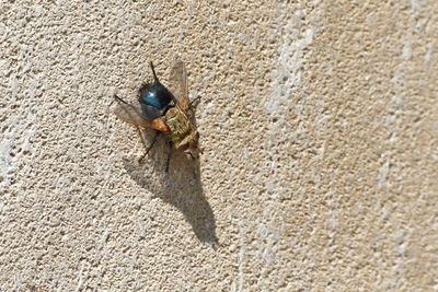 Fly on the Wall