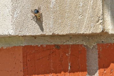 Spider and the Fly