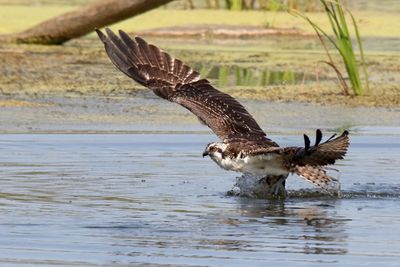 Flapping Away