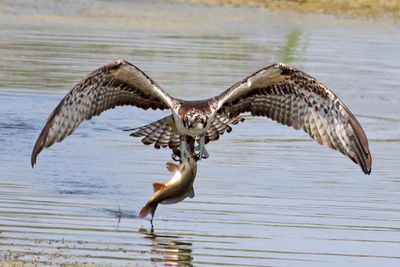 In Flight