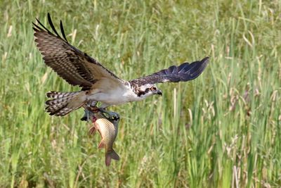 Nice Catch