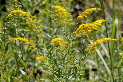 Changing Prairie
