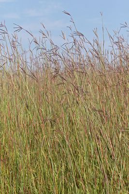 Tall Grass