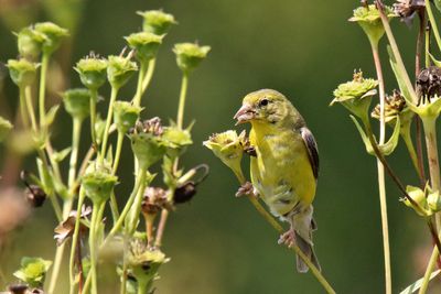 Stealing Seeds