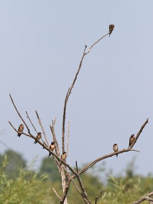 Swallow Soiree