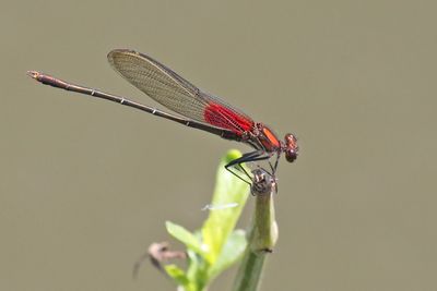 Ruby Red