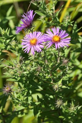 Autumn Flowers