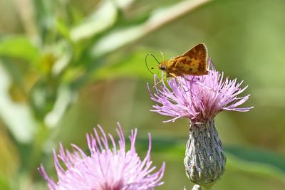 Small Butterfly