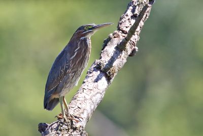 Heron in no Hurry