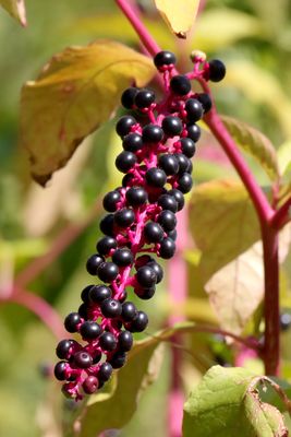 Ripe on the Vine