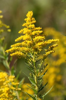 September Wildflower