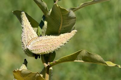 September Seeds