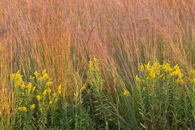 Goldenrod and Grass