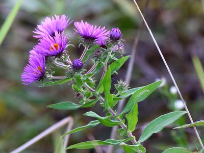 Opening Aster