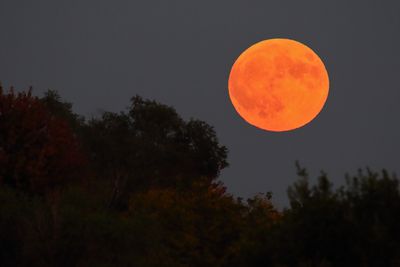 Harvest Moon