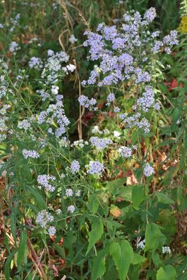 Aster Time
