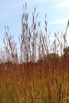 Tall Grass