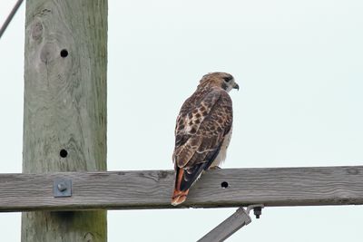 High Hawk