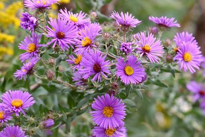 Fall Flowers