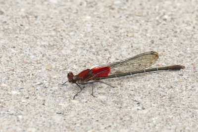 Dainty Damselfly