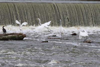 Egrets Everywhere
