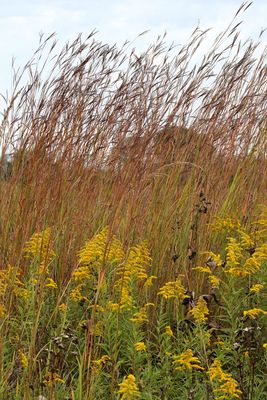 Goldenrod and Grass
