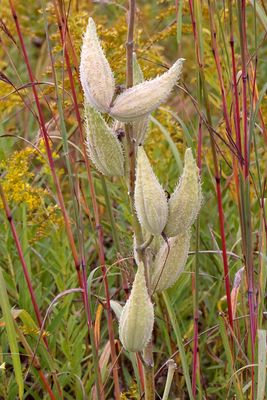 Set to Seed