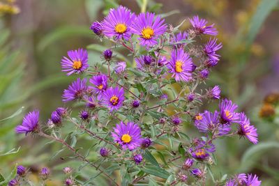 Autumn Asters