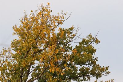 Early Color