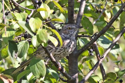 Western Bird