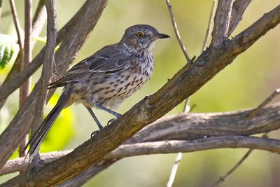 Popular Bird
