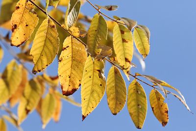 Autumn Gold