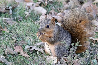Afternoon Nut Break