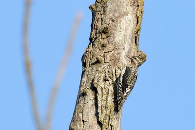 Tree Inspector