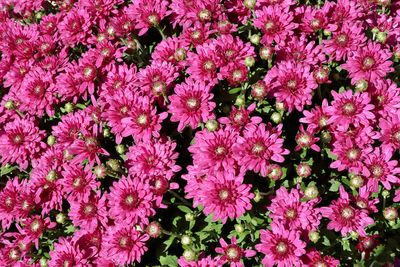 October Blooms