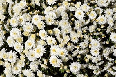 Fall Flowers