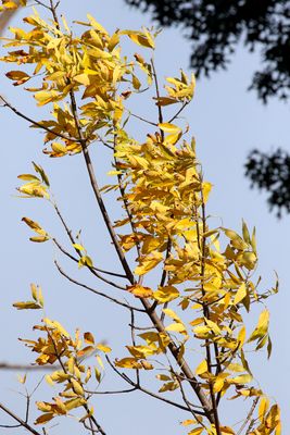 From Green to Gold