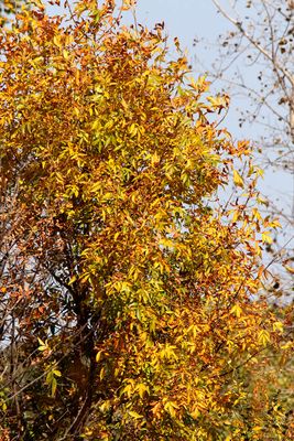 Autumn Hues