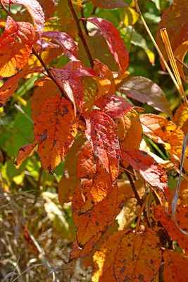 October Color