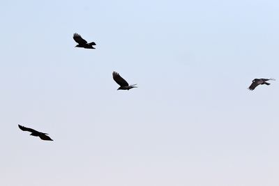 As the Crow Flies