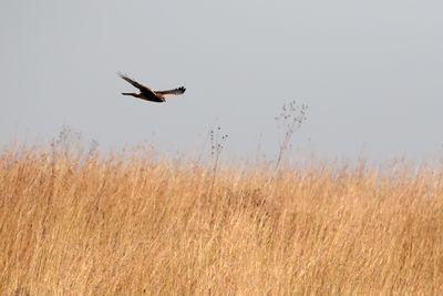 Prairie Hunter