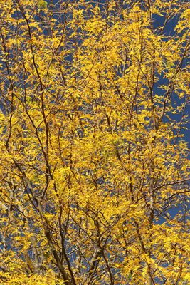 October Color