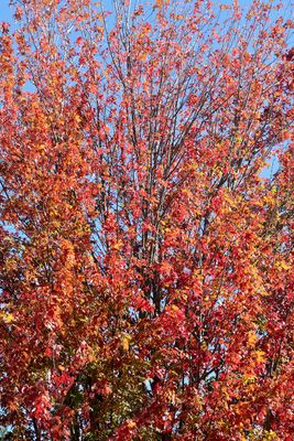 Autumn Red