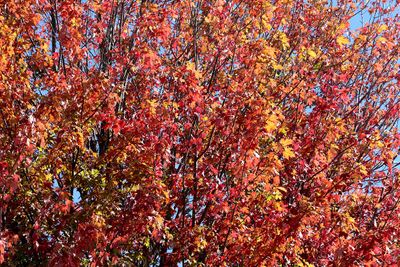 October Flames
